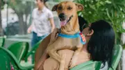 Parada Pet oferece serviços veterinários gratuitos em Fortaleza