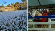 Paraná bate novo recorde de frio com -4,8°C e cavalo veste blusa de lã