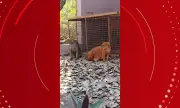 Parque ecológico na Bahia recebe gatos-mouriscos ameaçados de extinção