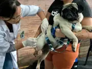 Paty do Alferes vacina cães e gatos contra raiva em junho