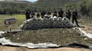 PCMG apreende 1,8 tonelada de maconha em plantação de alto nível tecnológico