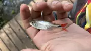 Peixe lambari pode ajudar a combater mudanças climáticas, aponta estudo
