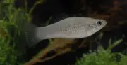 Peixe só de fêmeas desafia teoria da evolução há 100 mil anos