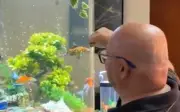 Peixes conquistam lares e impulsionam mercado de aquarismo no interior de SP