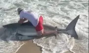Pescador monta em tubarão-branco de 2,4m e o solta em segundos