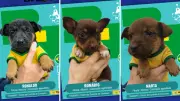 Pets viram 'figurinhas' de craques para adoção em Taubaté