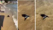 Pinguim aparece na areia de praia em Ilhabela e encanta banhistas