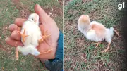 Pintinho com quatro patas nasce no RS e chama atenção
