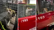 Pitbull ataca vira-lata e é capturado por bombeiros em Caraguatatuba