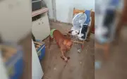 Pitbull salva idoso de agressão do filho em São José do Rio Preto