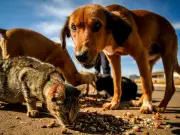 PL que garante água e comida para animais de rua é aprovado no Acre