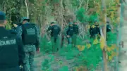 PM encontra 5 mil pés de maconha em fazenda invadida no MT
