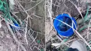 Polícia acha drogas na raiz de árvore e prende três por tráfico em Itabirinha