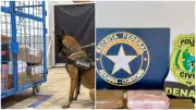 Polícia apreende 6 kg de skunk em encomenda do RJ para Fortaleza