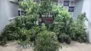 Polícia apreende 88 pés de maconha em estufa clandestina em Porto Alegre