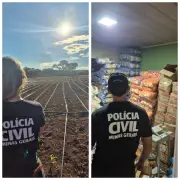 Polícia Civil desmantela mais uma plantação de maconha em Minas Gerais