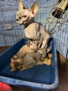 Polícia Civil resgata mais de 100 gatos em fundos falsos na Zona Leste de SP