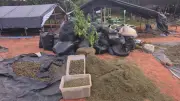 Polícia encontra 290 mil pés de maconha e 5 toneladas da droga no Ceará