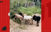 Polícia recupera sete caprinos furtados em Conceição do Coité