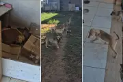 Polícia resgata 16 cães abandonados após briga em Pirapozinho (SP)