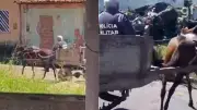 Policial leva jumento à delegacia após prisão de carroceiro no MA
