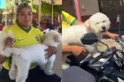 Poodle ganha RG animal em evento gratuito no Piauí