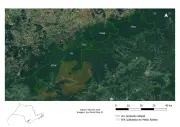 População de onças-pintadas cai pela metade no Contínuo de Paranapiacaba