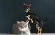 Por que cães comem de tudo e gatos são seletivos? Gene explica