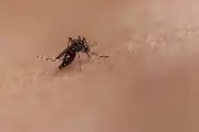 Por que coçar picada de inseto piora a coceira e inflamação