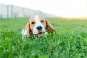 Por que os cachorros comem grama? Especialistas explicam
