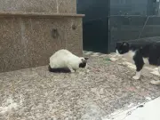 Prefeitura de Piracicaba recorre contra liminar que obriga fornecer ração a gatos