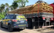 PRF apreende 153 m³ de madeira ilegal em Capanema, no Pará