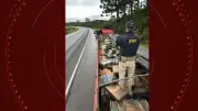 PRF apreende 2,5 toneladas de maconha em Guarapuava