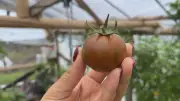 Produtora do PR inova com hortaliças exóticas e variedades raras de tomate