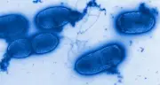 Pseudomonas aeruginosa na água Crystal: o que é a bactéria?
