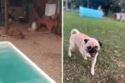 Pug morre após ataque de dois pit bulls em São José dos Campos