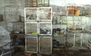 Quase 30 animais resgatados em maus-tratos em pet shop de Goiânia