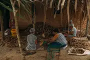 Quebradeiras de coco babaçu agora são patrimônio cultural nacional