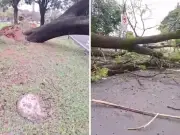 Queda de árvore bloqueia totalmente a Avenida Brasil em Campinas