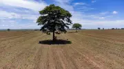 Queda no desmatamento no Cerrado é menor que na Amazônia