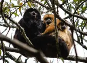 Queimadas e clima extremo elevam para 798 espécies ameaçadas no Brasil