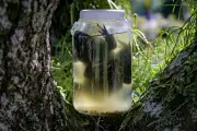 Rã-touro invasora ameaça biodiversidade em Florianópolis; veja como ajudar