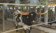 Raça bovina exótica dos EUA atrai público na Feicorte 2026 em Presidente Prudente