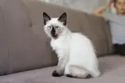 Raças de gatos mais sociáveis: o que a ciência revela