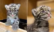 Raro filhote de leopardo-nebuloso nasce em zoológico dos EUA