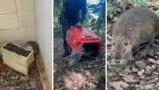 Ratão-do-banhado invade casa e é resgatado pela Guarda em Cordeirópolis