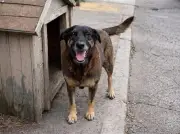 Recuo em CPI do Cão Orelha une petista e bolsonarista