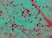 Redes de fungos microscópicos mapeadas pela primeira vez impressionam