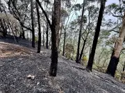 Replantio na Floresta da Tijuca começa após incêndio causado por balão