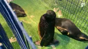 Resgate de 18 pinguins cobertos de óleo no RS preocupa especialistas